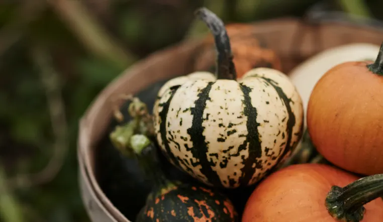 close up view of pumpkins