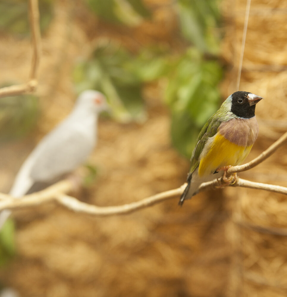Two birds inside aviary at Riverview